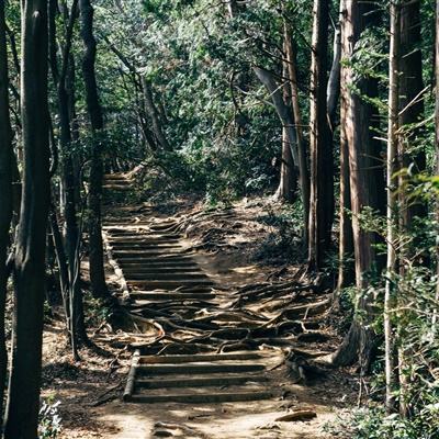 大富豪2华为版下载
